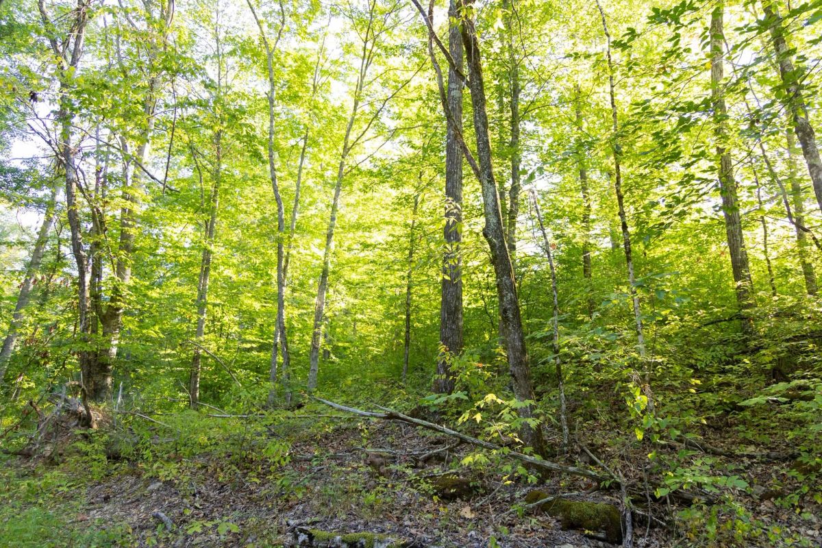 Decorative background for Big White Oak Tract 89 image 8