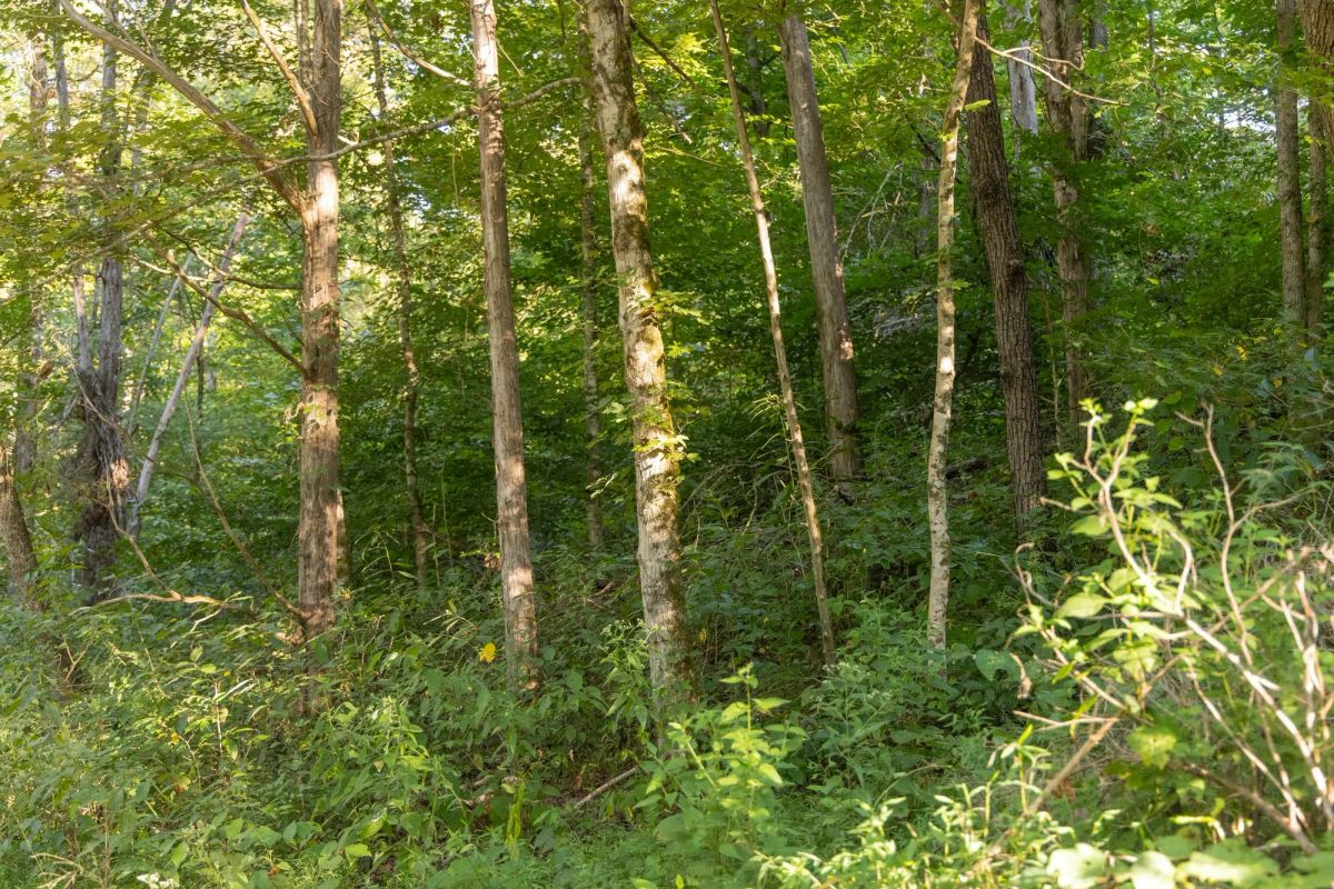Decorative background for Big White Oak Tract 89 image 9