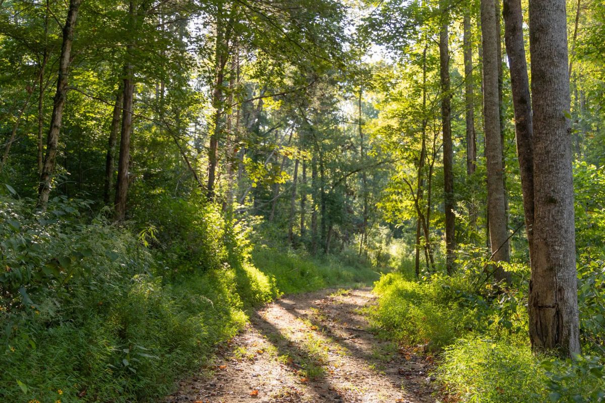 Decorative background for Big White Oak Tract 89 image 10