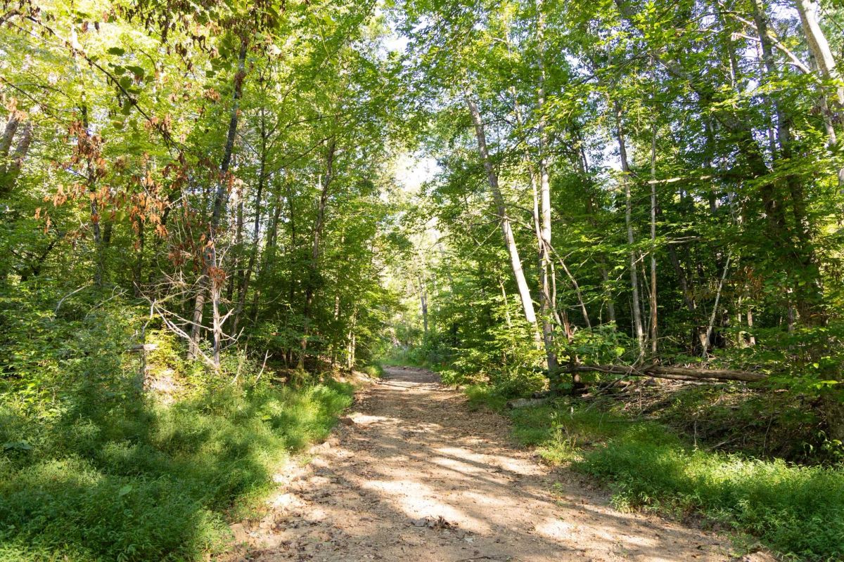 Decorative background for Big White Oak Tract 89 image 11