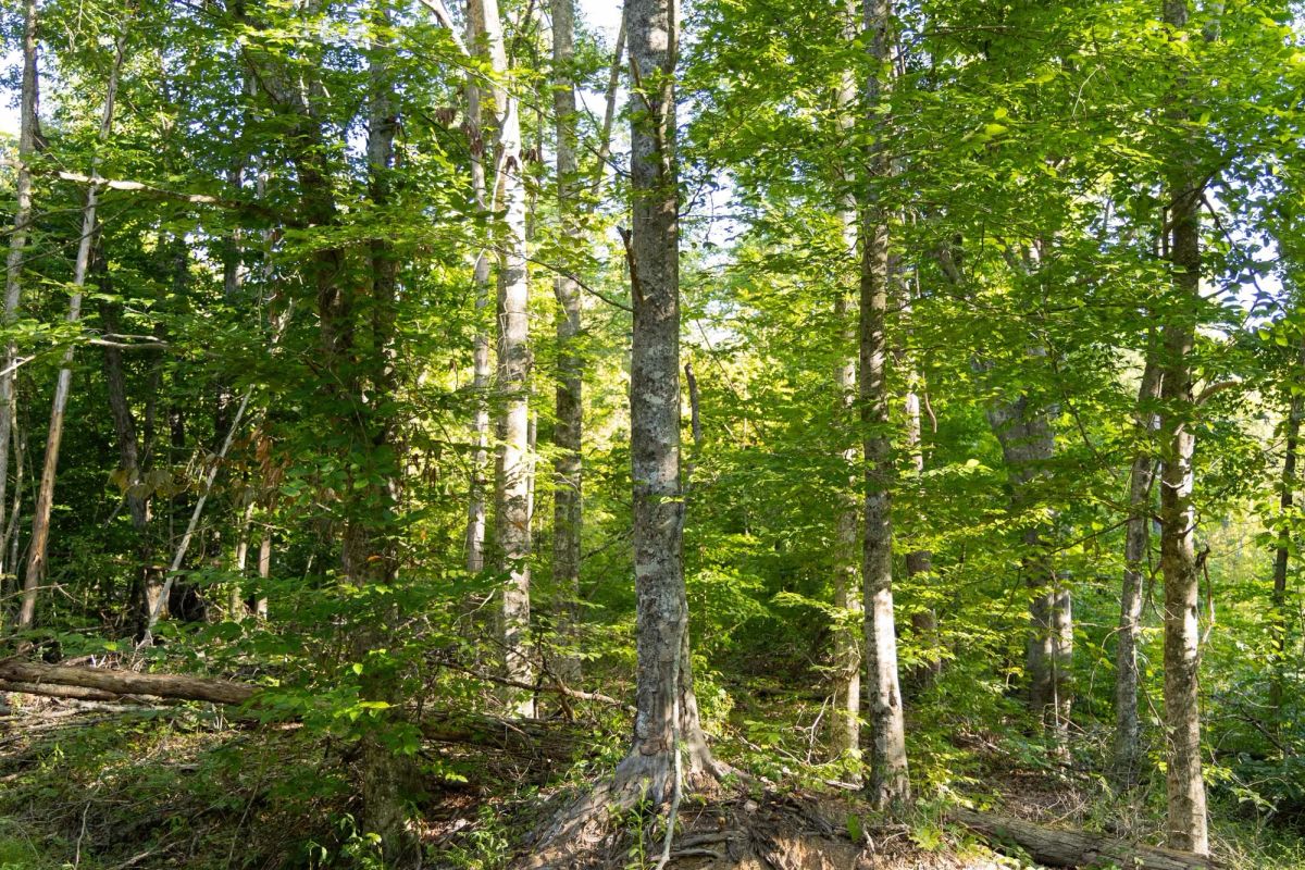 Decorative background for Big White Oak Tract 89 image 13