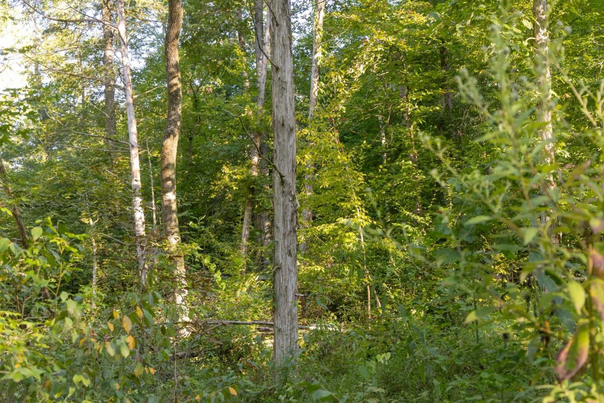 Decorative background for Big White Oak Tract 89 image 14