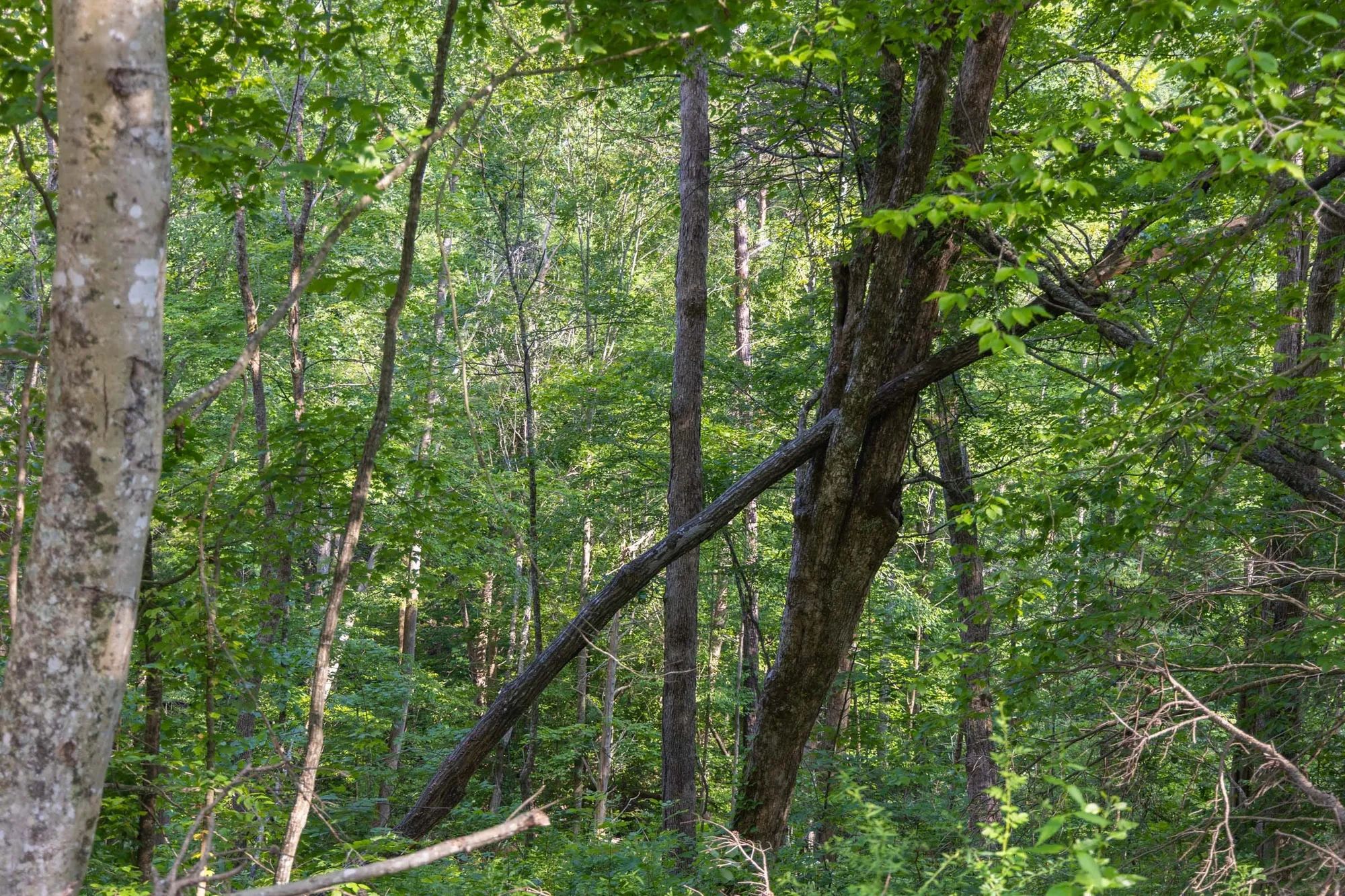 Creek Hollow Phase II Tract 65 in Rockcastle County, KY