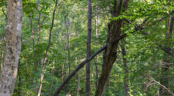Creek Hollow Phase II Tract 65 in Rockcastle County, KY