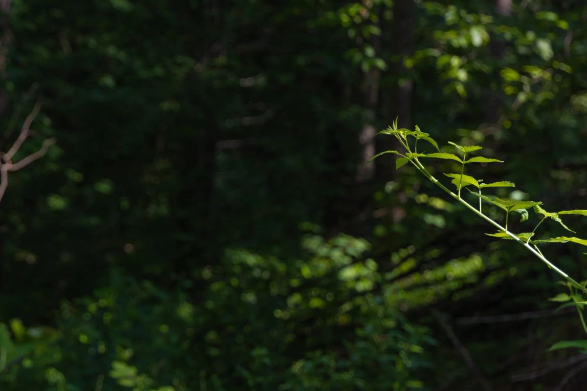Creek Hollow Phase II Tract 65 - Image 3
