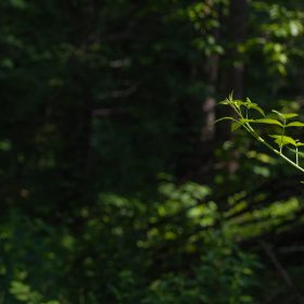 Creek Hollow Phase II Tract 65 in Rockcastle County, KY