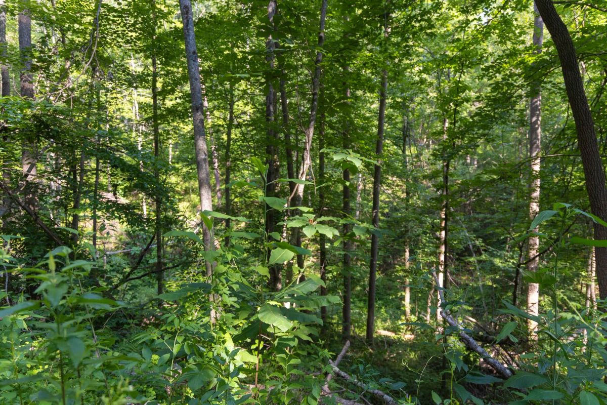 Decorative background for Creek Hollow Phase II Tract 65 image 5