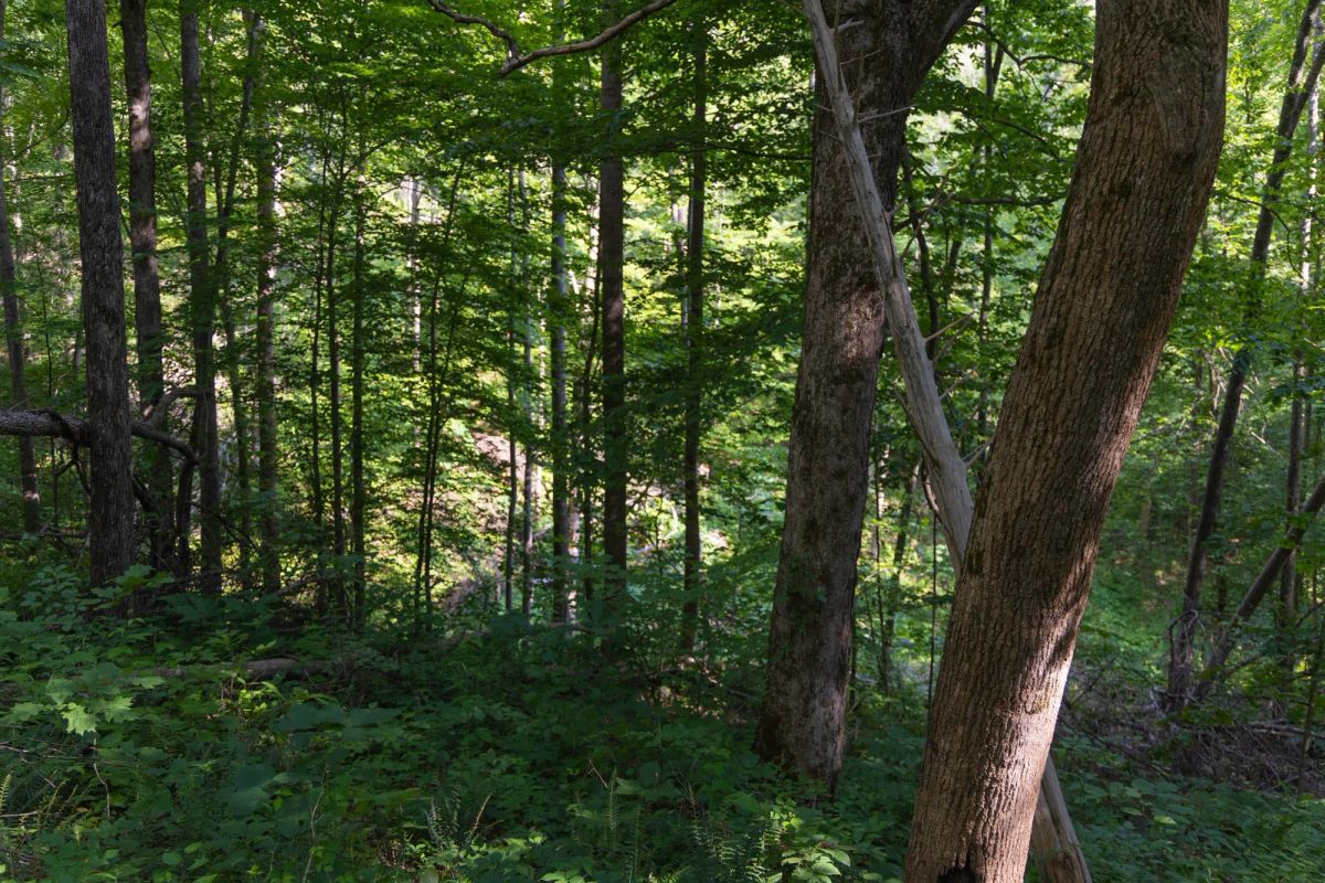 Decorative background for Creek Hollow Phase II Tract 65 image 7