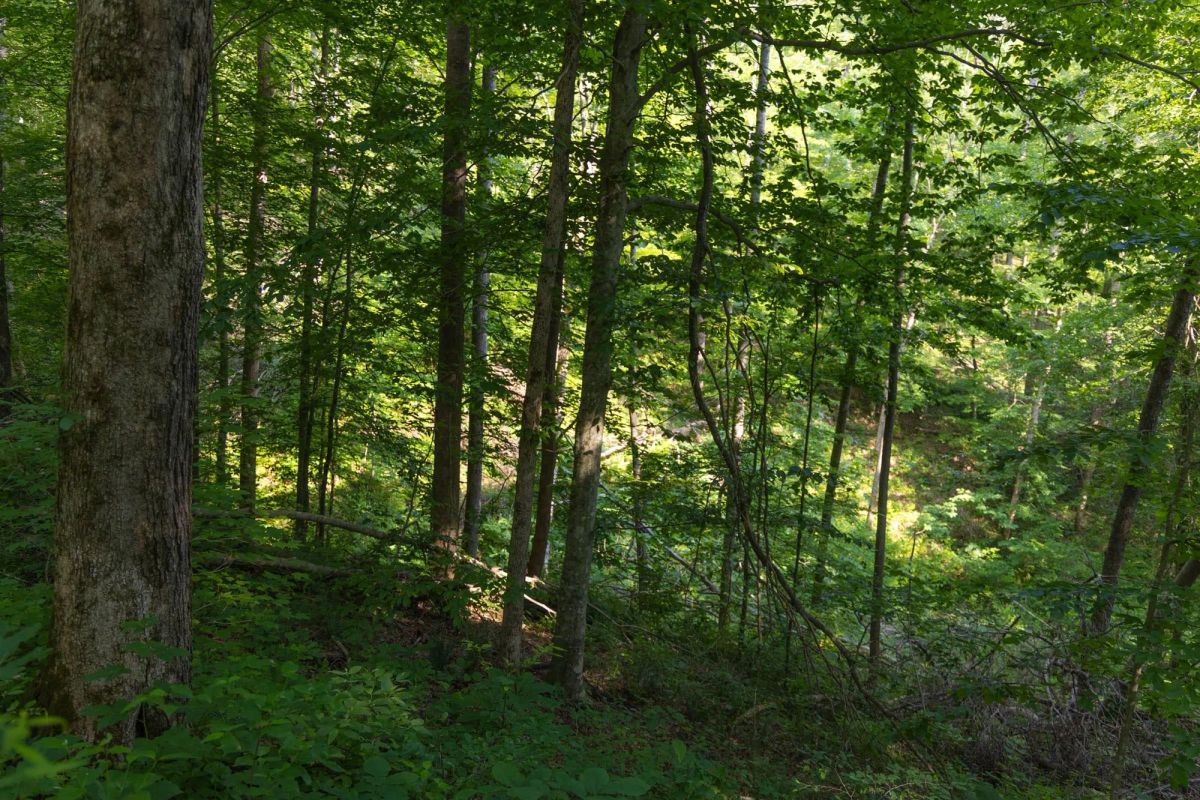 Decorative background for Creek Hollow Phase II Tract 65 image 8