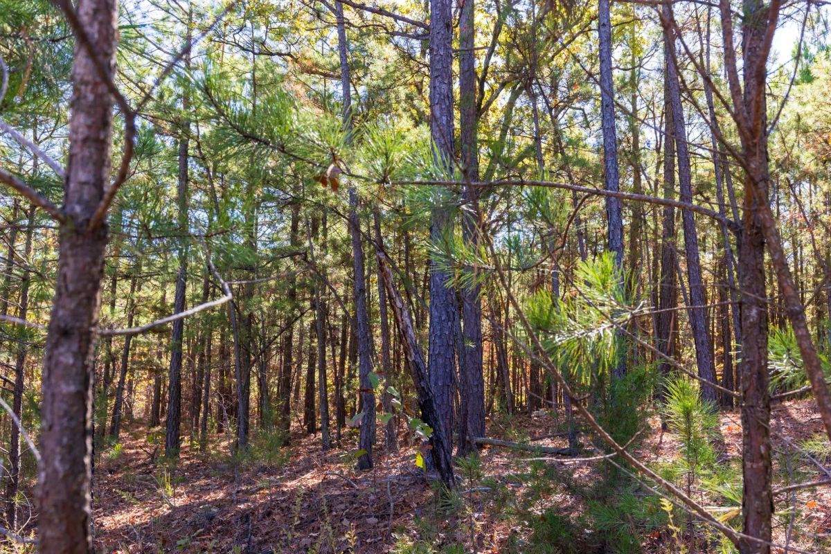 Decorative background for Stone Bridge Reserve Tract 23 image 5