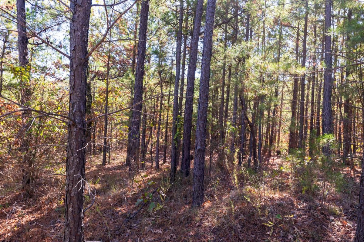 Decorative background for Stone Bridge Reserve Tract 23 image 7