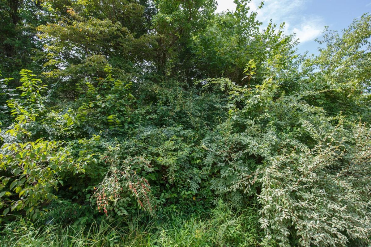 Spring Lake Plat 6 Tract 63 - Image 3