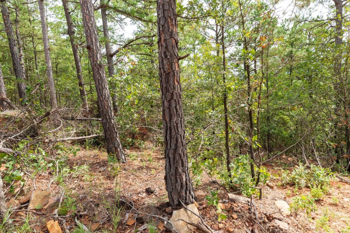 Decorative background for Stone Bridge Phase V Tract 362 image 8