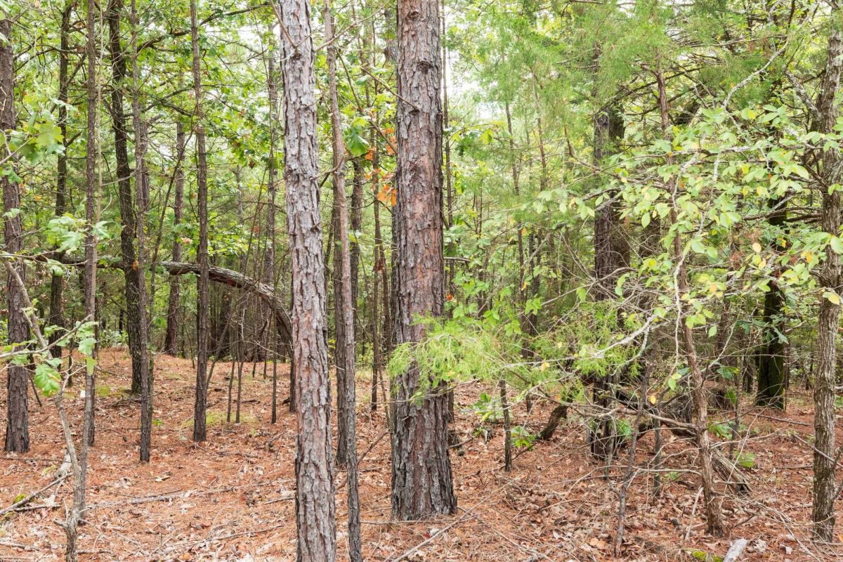 Decorative background for Stone Bridge Phase V Tract 362 image 13