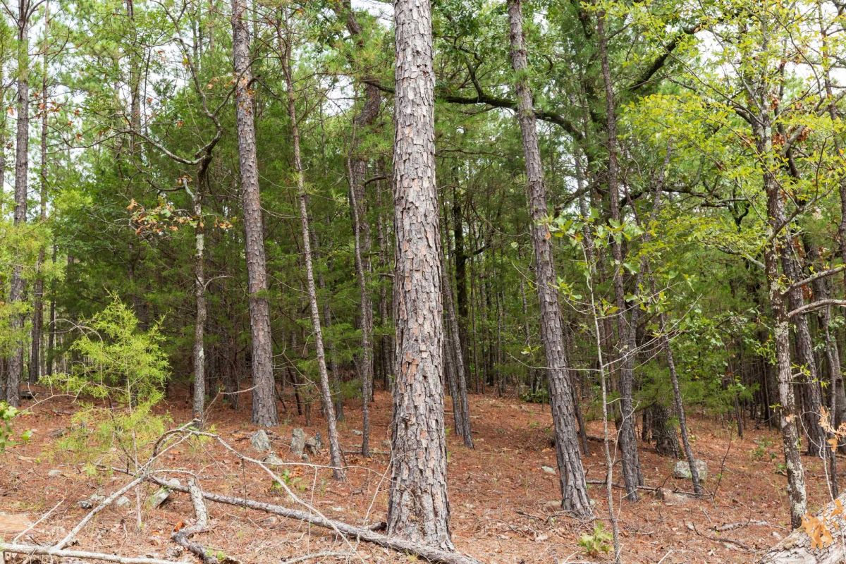 Decorative background for Stone Bridge Phase V Tract 362 image 16