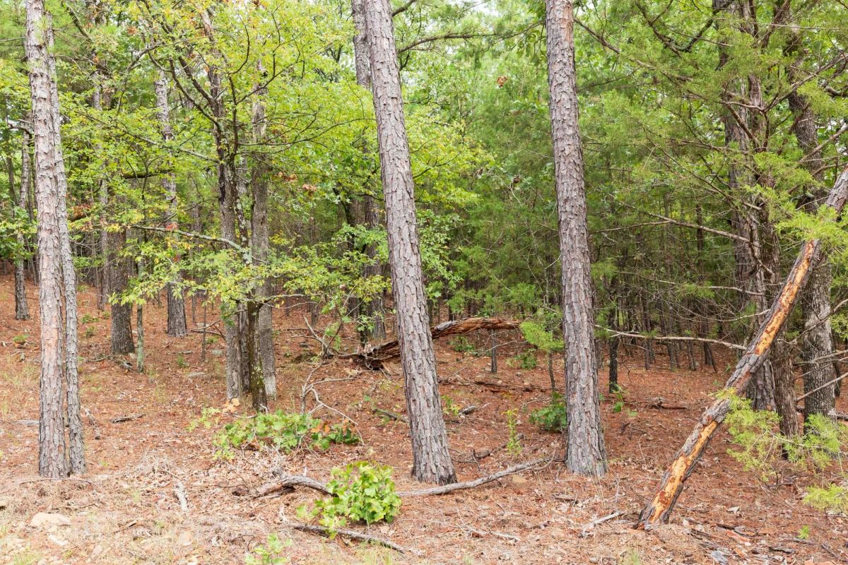 Decorative background for Stone Bridge Phase V Tract 362 image 17