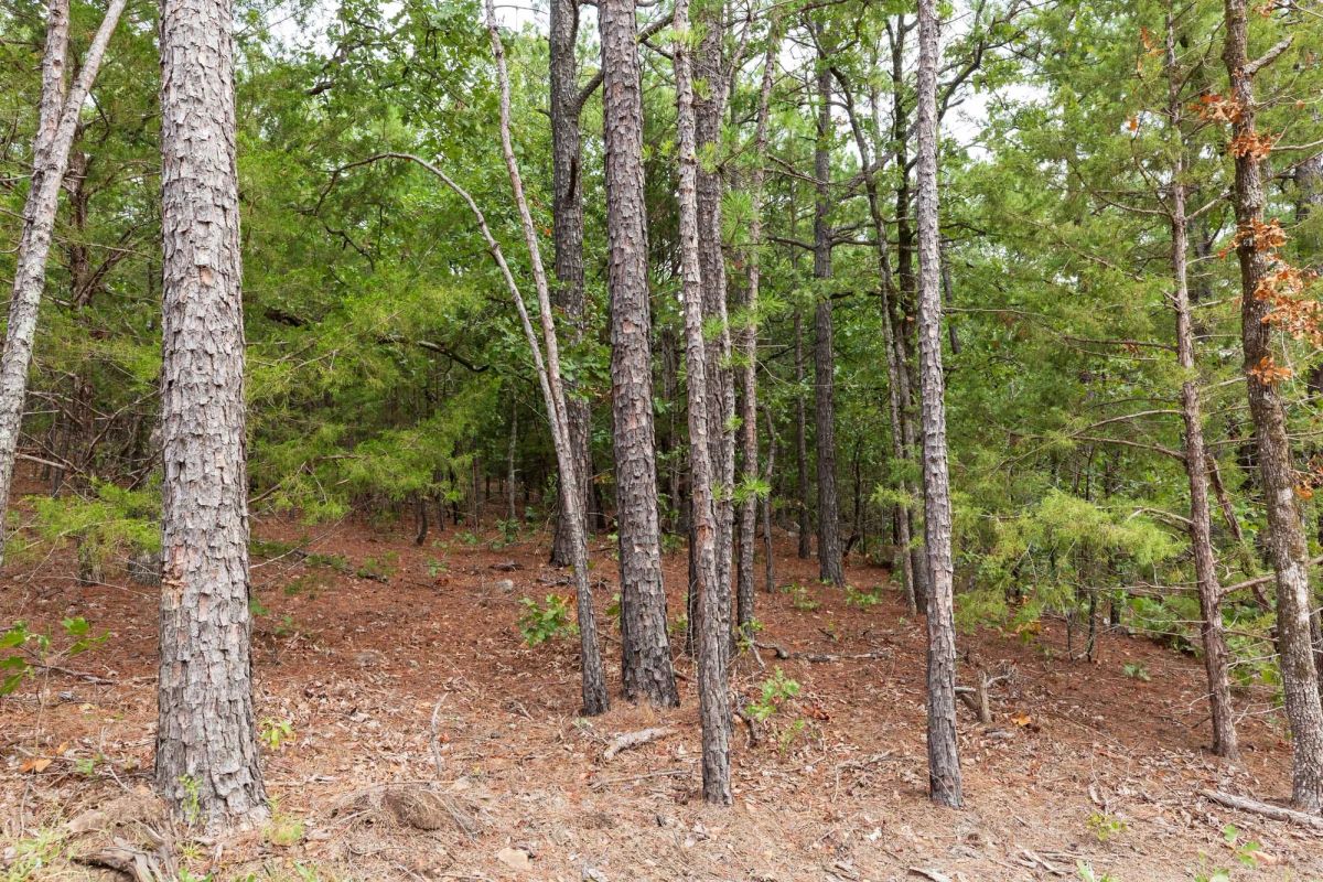 Decorative background for Stone Bridge Phase V Tract 362 image 18
