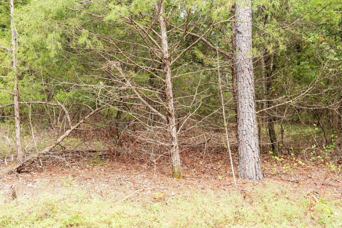 Decorative background for Stone Bridge Phase V Tract 362 image 19