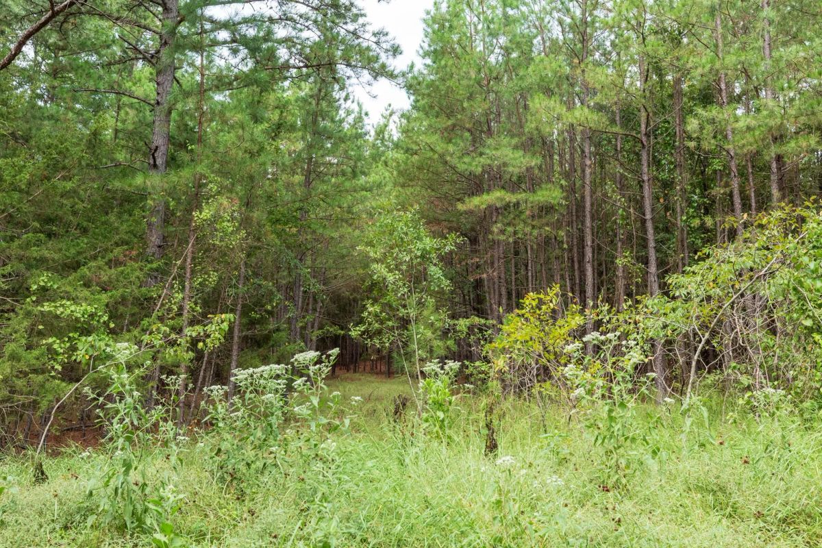 Decorative background for Stone Bridge Phase V Tract 362 image 22