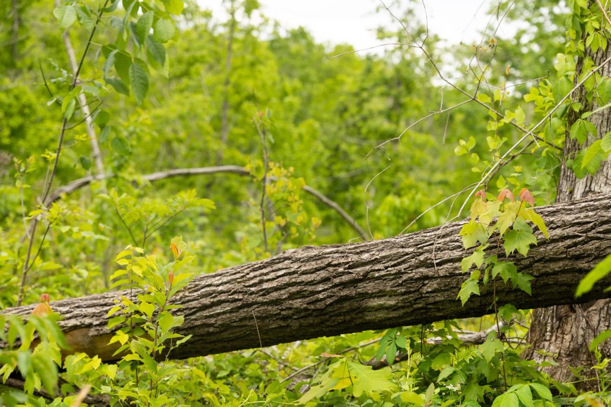 Stardust Estates Tract 30 - Image 3