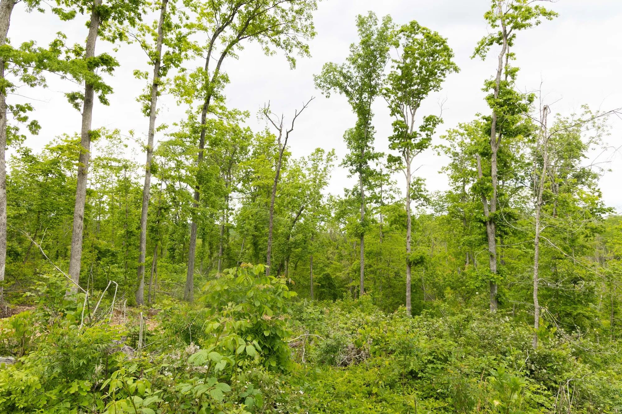 Stardust Estates Tract 30 in Reynolds County, MO