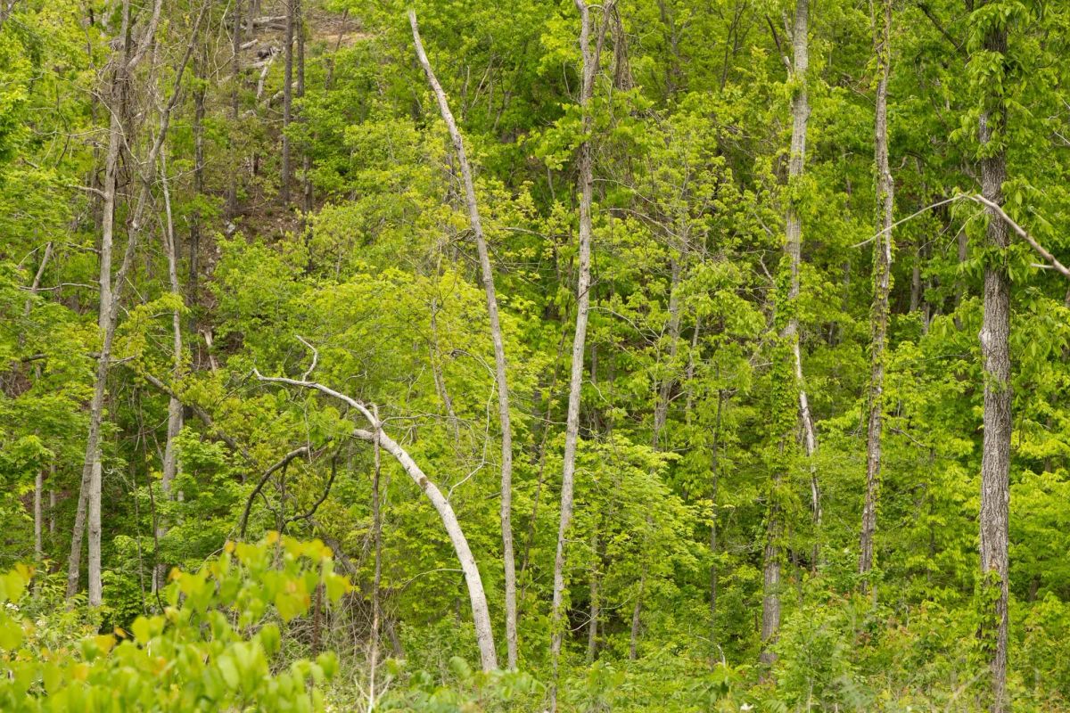 Decorative background for Stardust Estates Tract 30 image 5