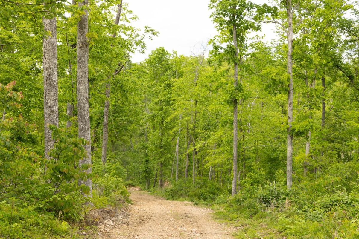 Decorative background for Stardust Estates Tract 30 image 6