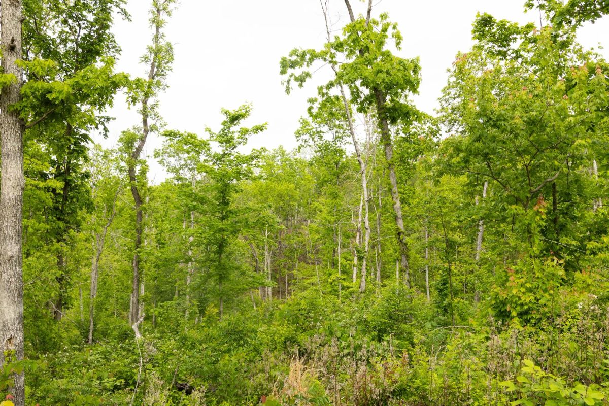 Decorative background for Stardust Estates Tract 30 image 9