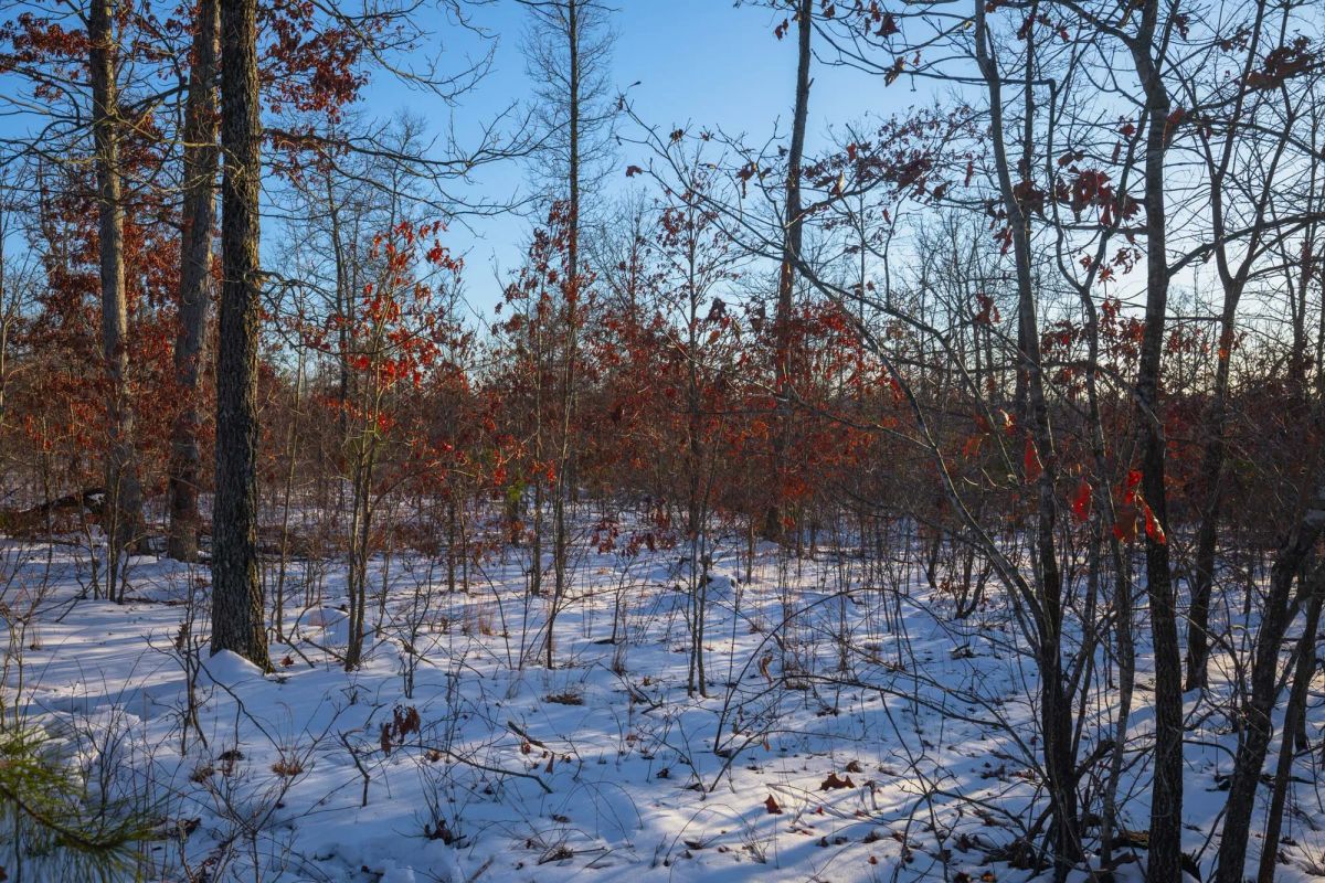 Decorative background for Sleepy Hollow Phase I Tract 41 image 5