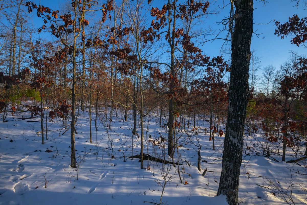 Decorative background for Sleepy Hollow Phase I Tract 41 image 7