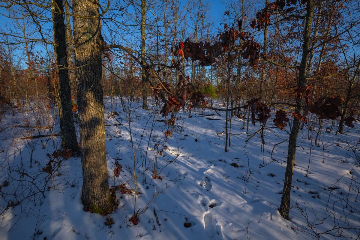Decorative background for Sleepy Hollow Phase I Tract 41 image 9