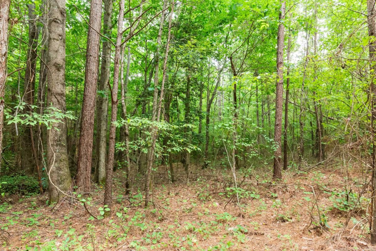 Whiskey Ridge Tract 85 - Image 2