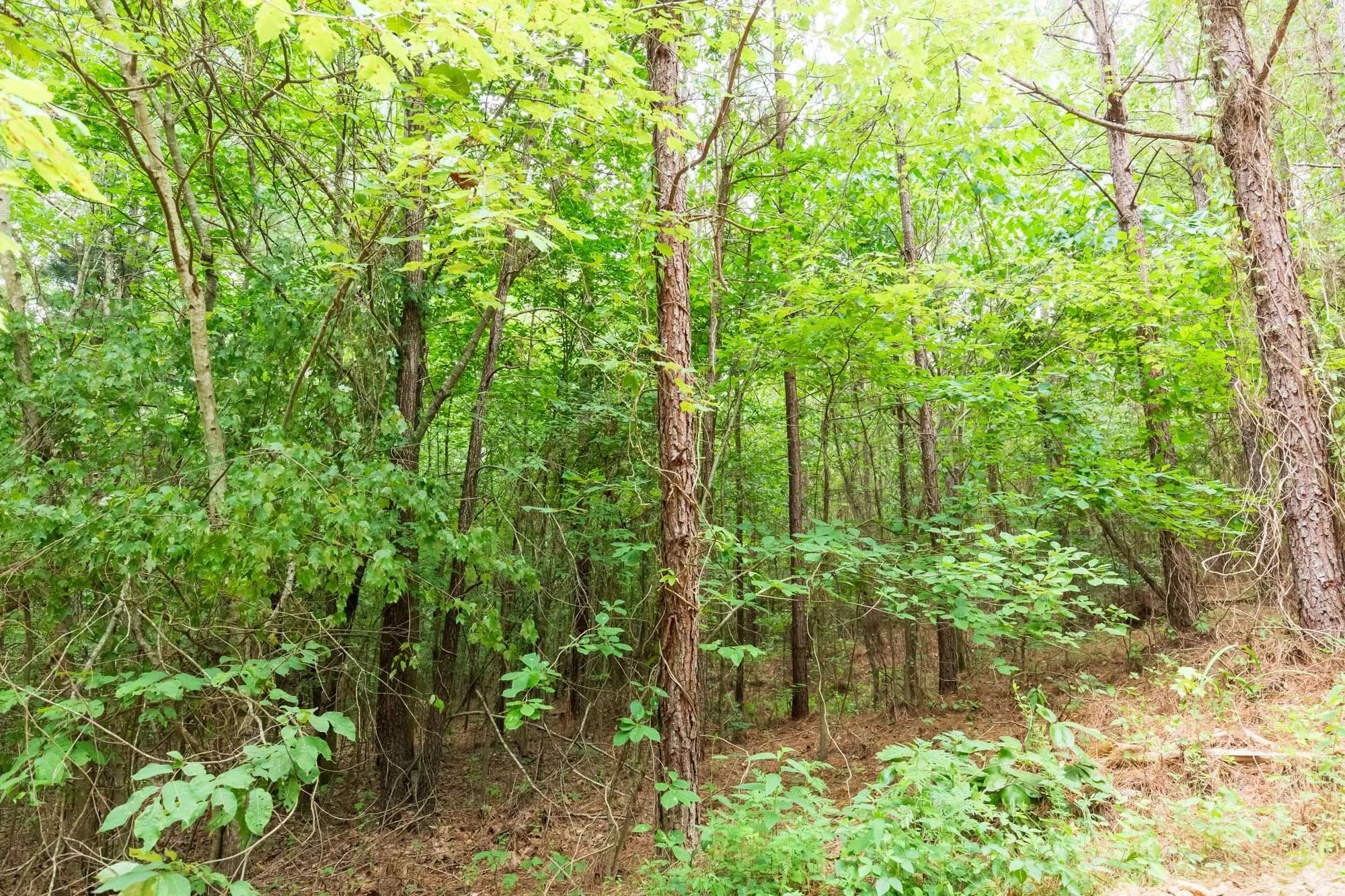 Whiskey Ridge Tract 85 in Henderson County, TN