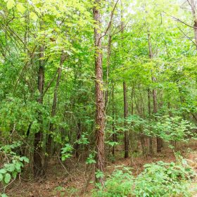 Whiskey Ridge Tract 85 in Henderson County, TN
