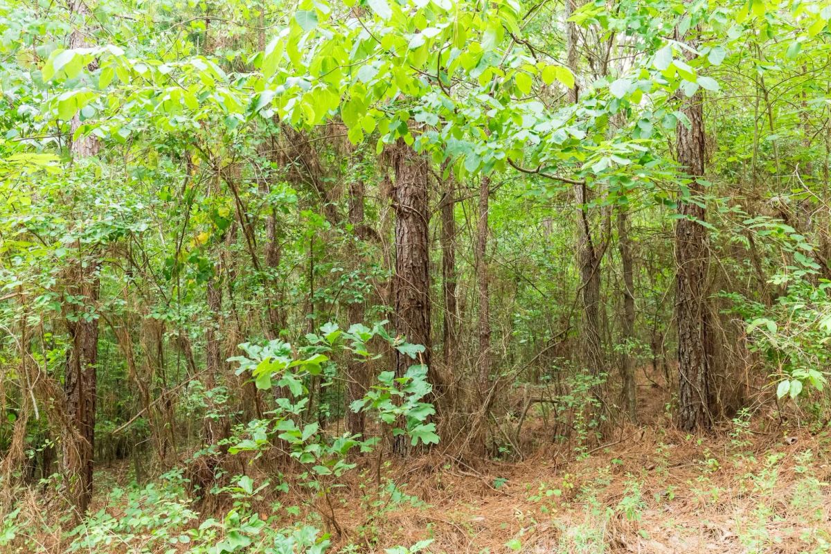 Whiskey Ridge Tract 85 - Image 4
