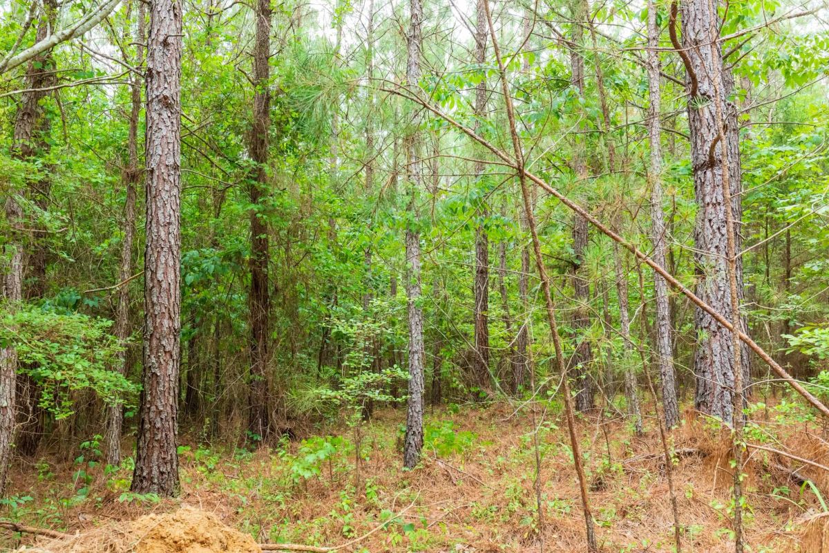 Decorative background for Whiskey Ridge Tract 85 image 5
