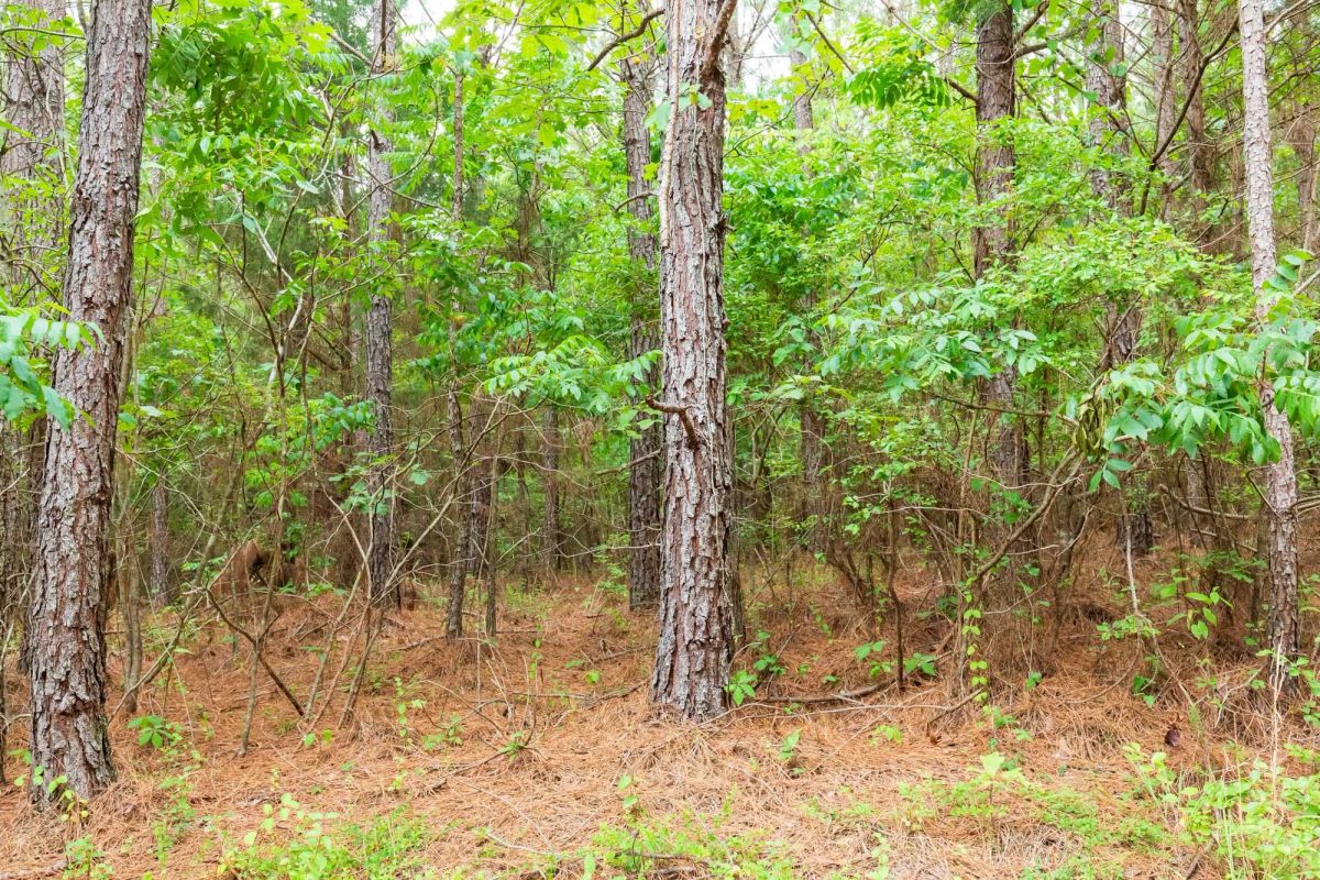 Decorative background for Whiskey Ridge Tract 85 image 6