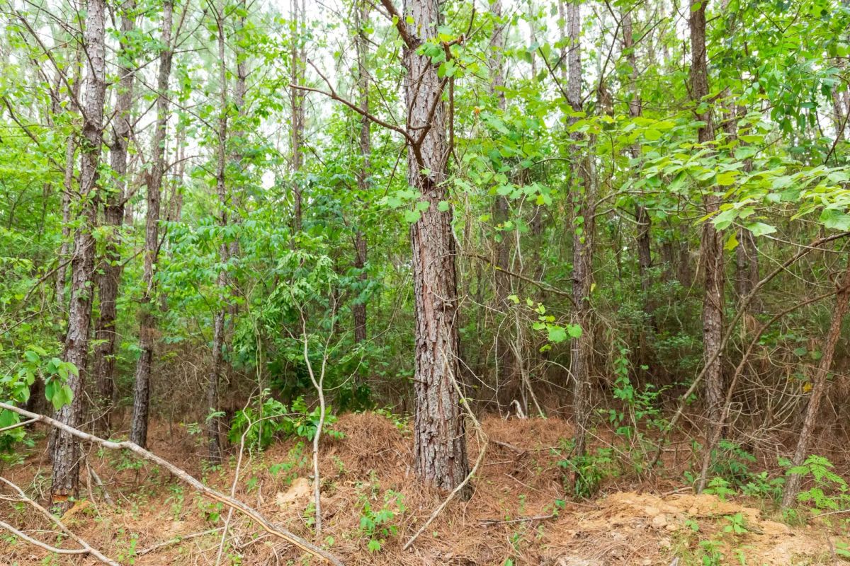 Decorative background for Whiskey Ridge Tract 85 image 7
