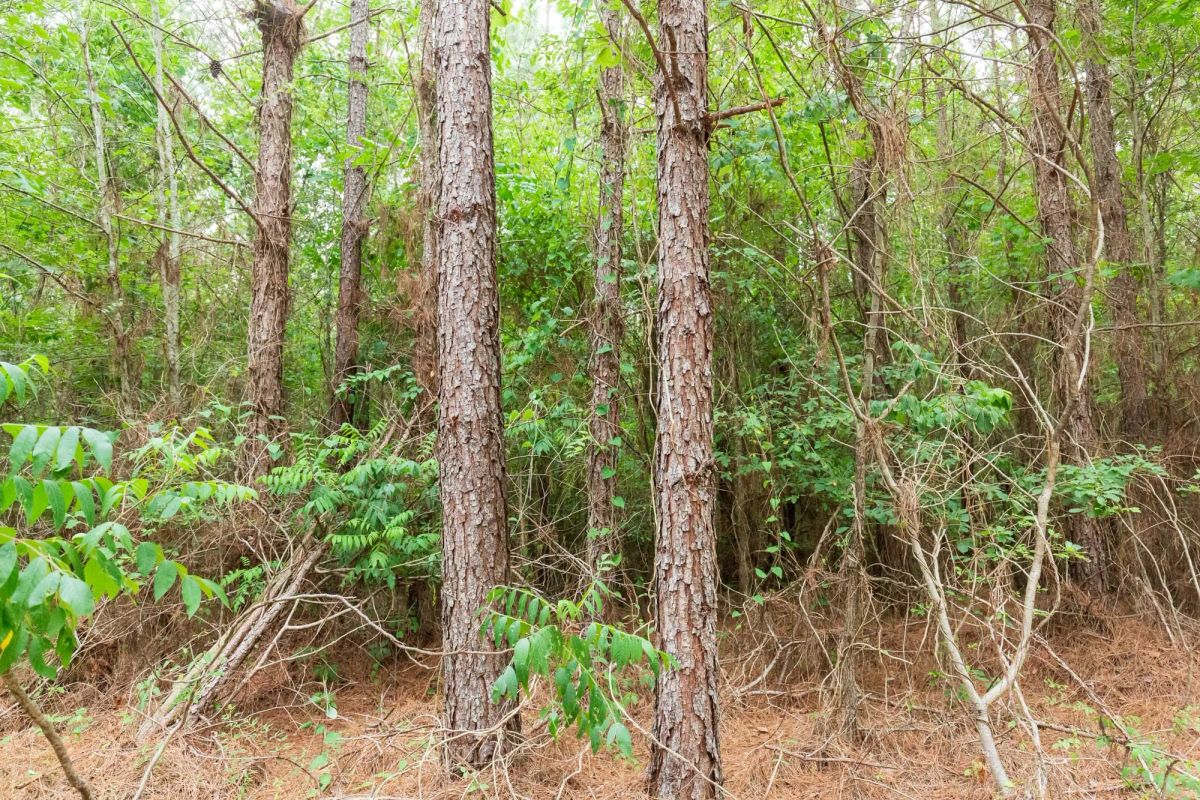 Decorative background for Whiskey Ridge Tract 85 image 8
