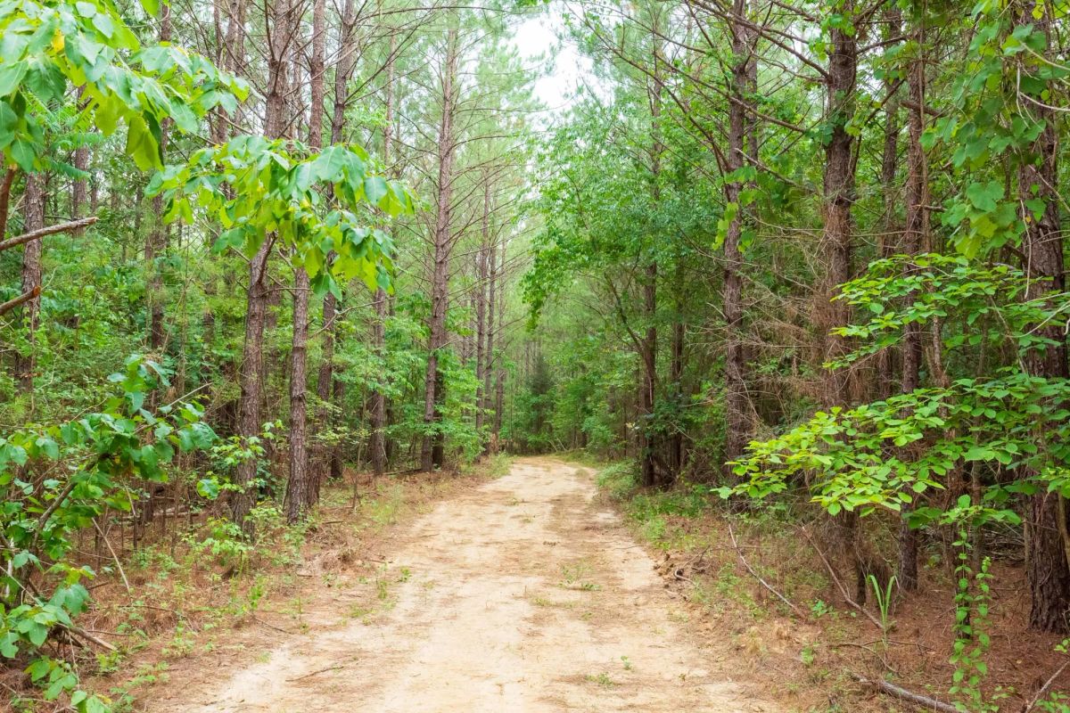 Decorative background for Whiskey Ridge Tract 85 image 9