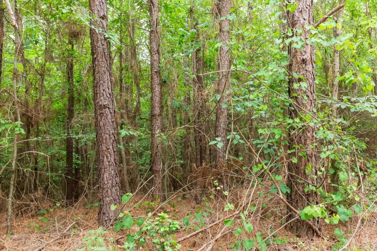 Decorative background for Whiskey Ridge Tract 85 image 10