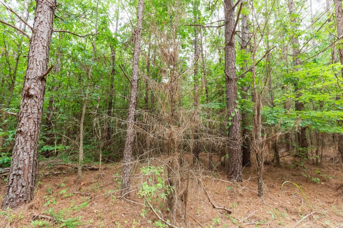 Decorative background for Whiskey Ridge Tract 85 image 11