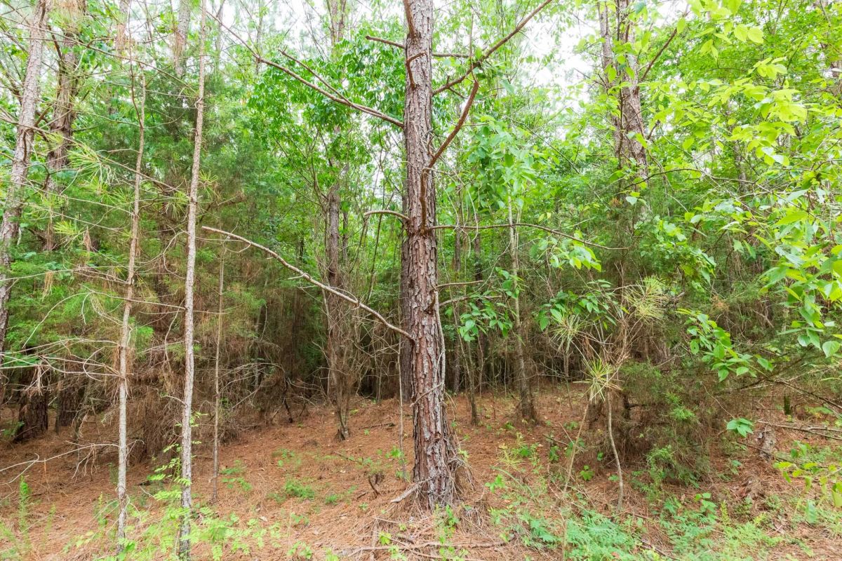 Decorative background for Whiskey Ridge Tract 85 image 12