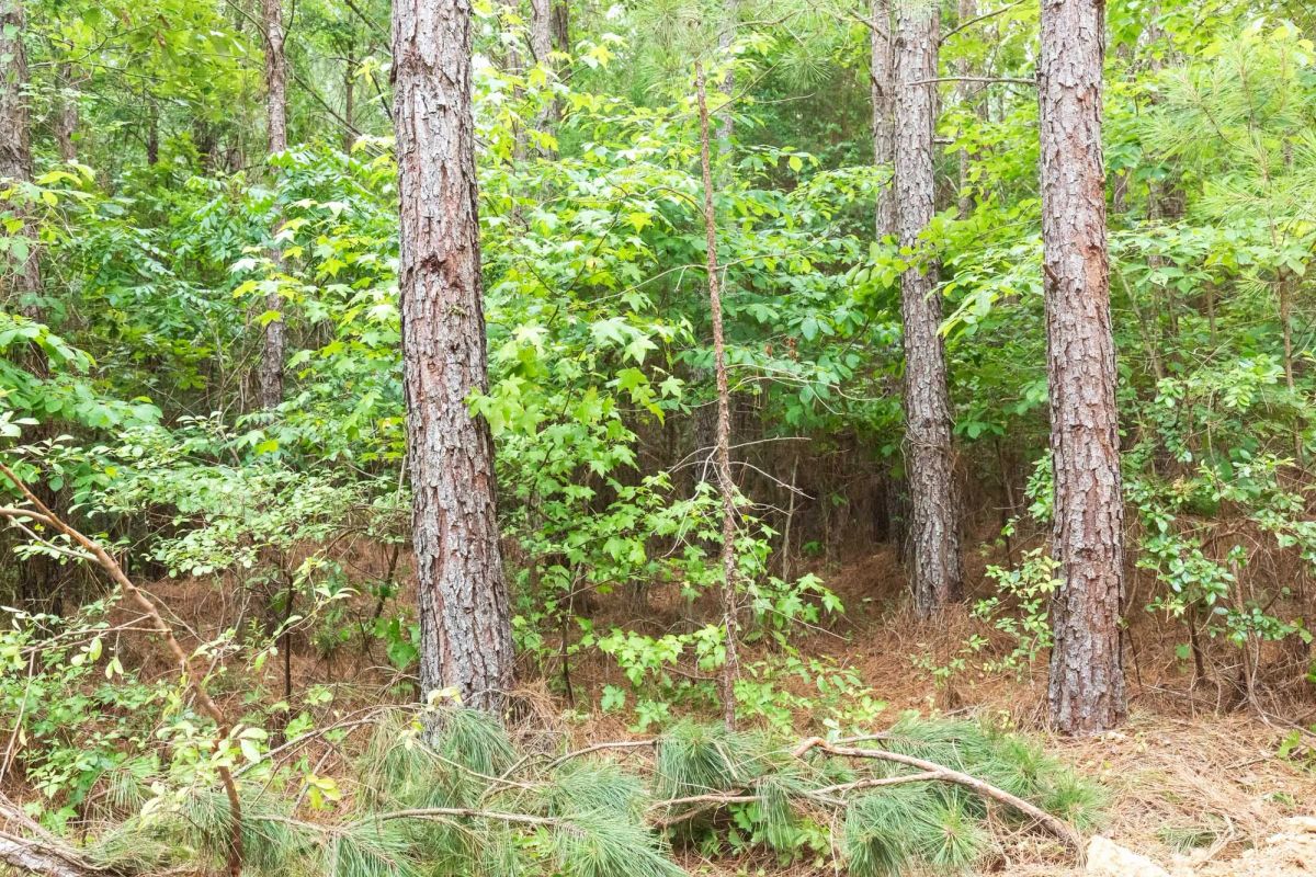 Decorative background for Whiskey Ridge Tract 85 image 13