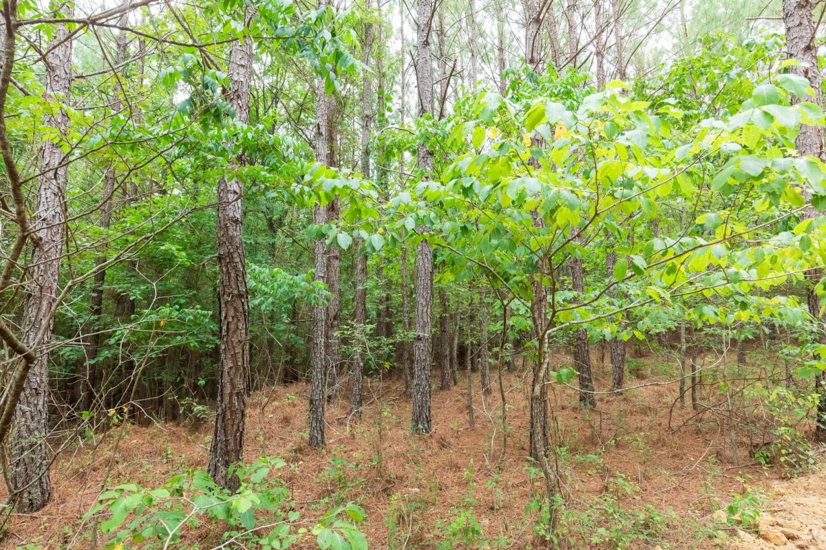 Decorative background for Whiskey Ridge Tract 85 image 14