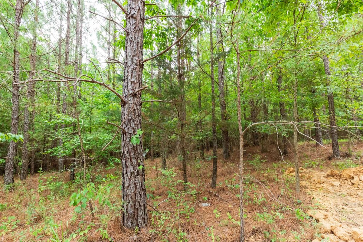 Decorative background for Whiskey Ridge Tract 85 image 15