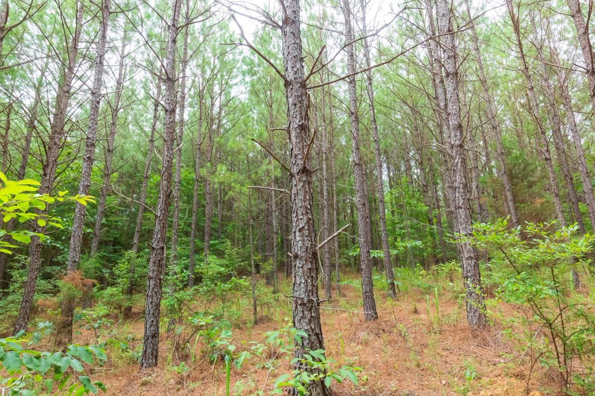 Decorative background for Whiskey Ridge Tract 85 image 16