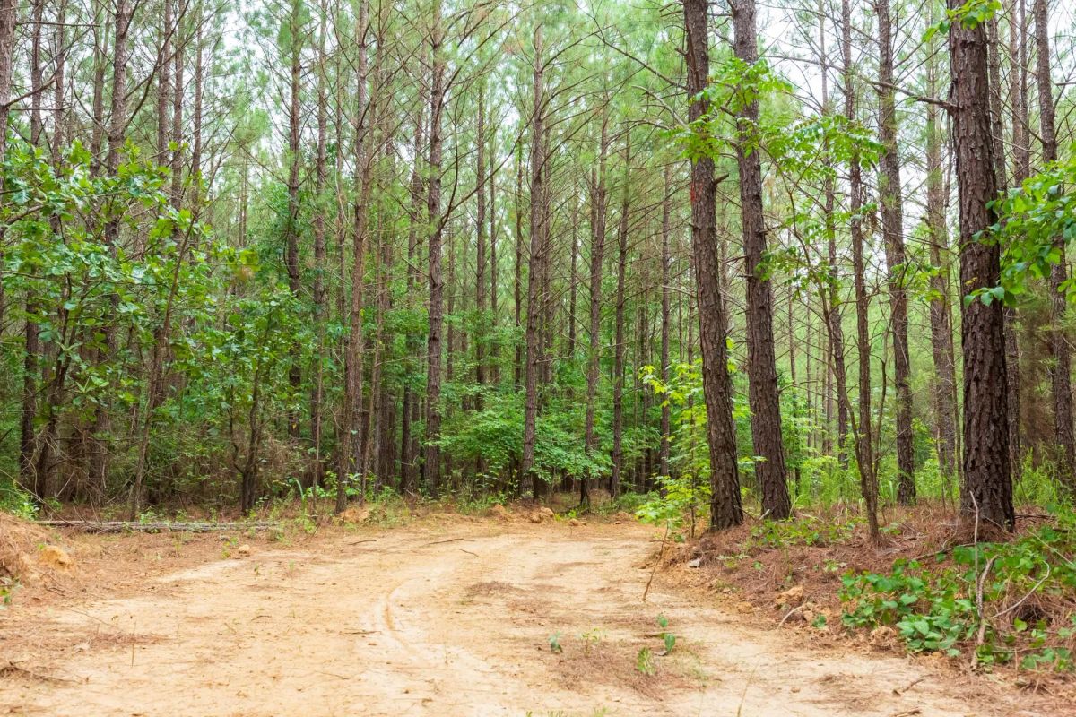Decorative background for Whiskey Ridge Tract 85 image 17