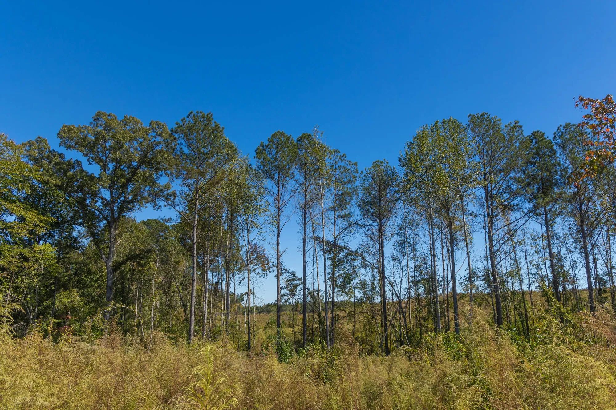 Meyer’s Ridge Tract 18 in Attala County, MS