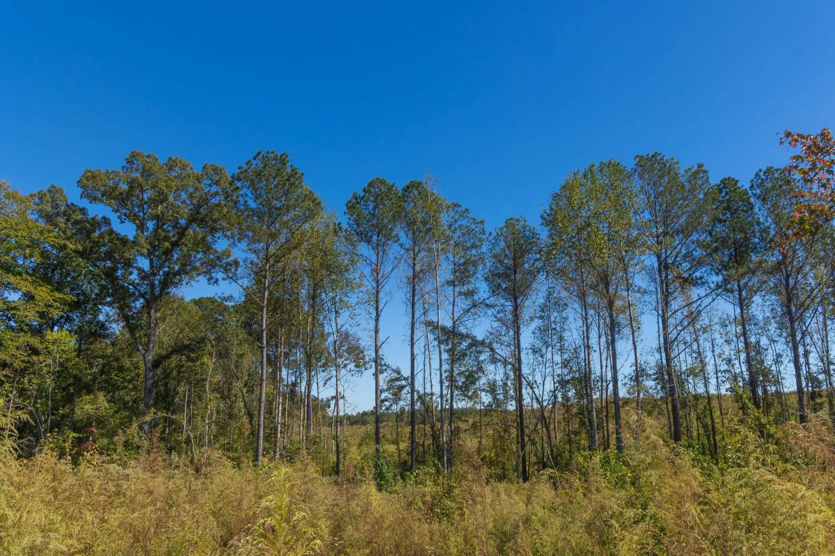 Meyer’s Ridge Tract 18 - Image 3